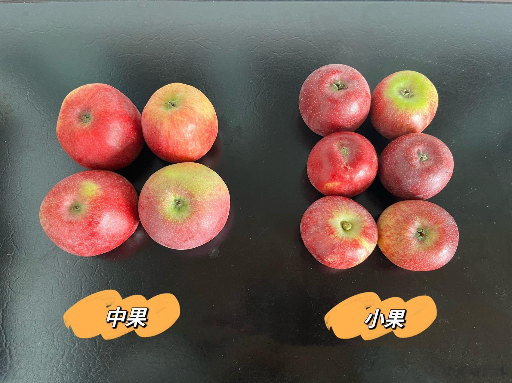 #大妈的精选# 云南·红露樱桃小苹果—国内早熟苹果中口感最好的品种——惊鸿归来！