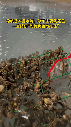还真第一次看到养海马的视频[泣不成声]