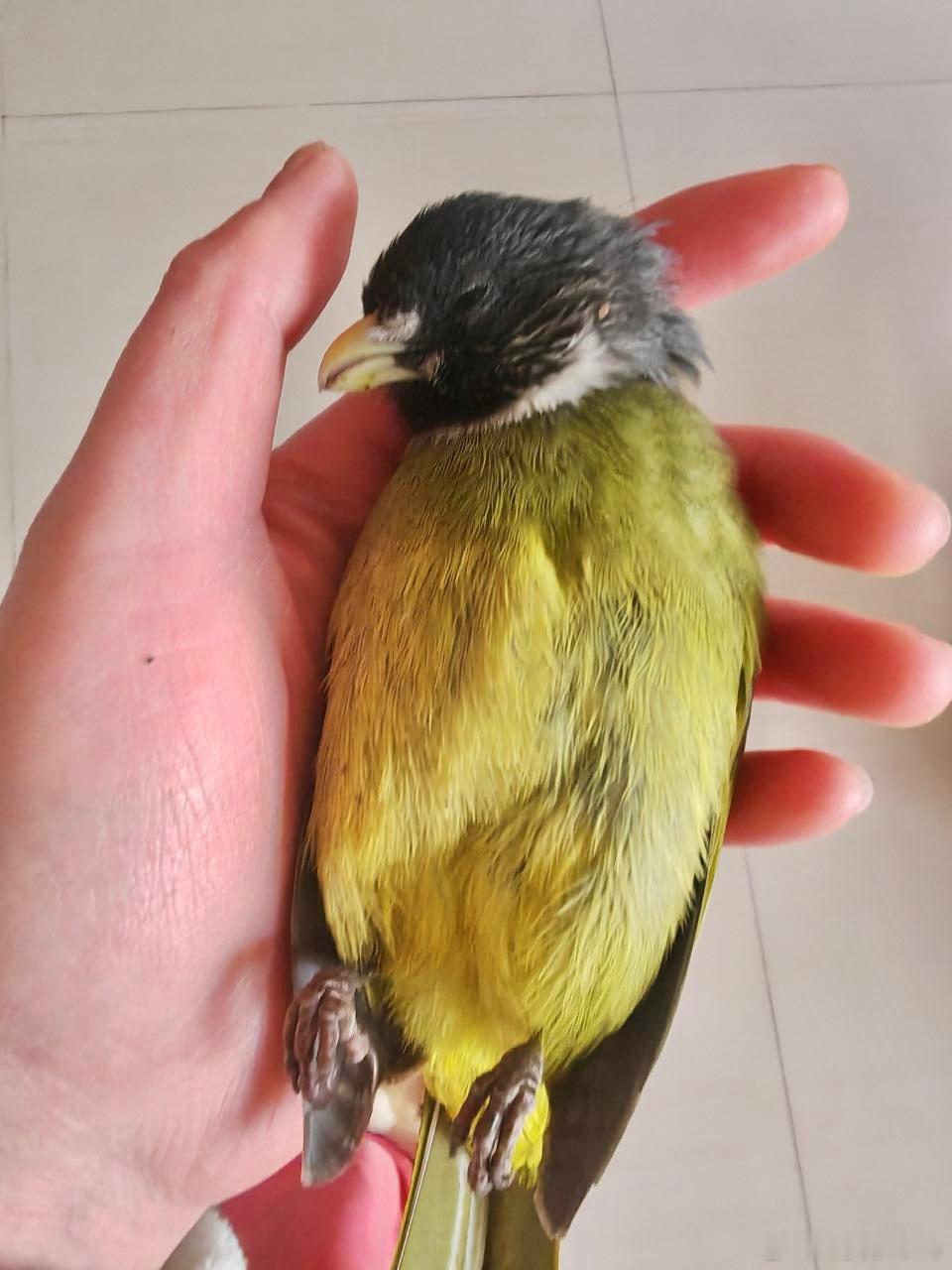 撞玻璃的鸟 撞玻璃的【领雀嘴鹎bēi】鸟撞的惨烈不为人知来世再飞 