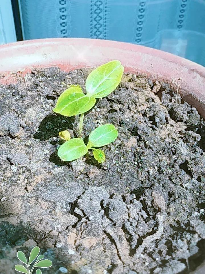 天天拍葫芦秧生长图片，一来是记录葫芦的生长过程。二来害怕老公急脾气，再拔苗助长。