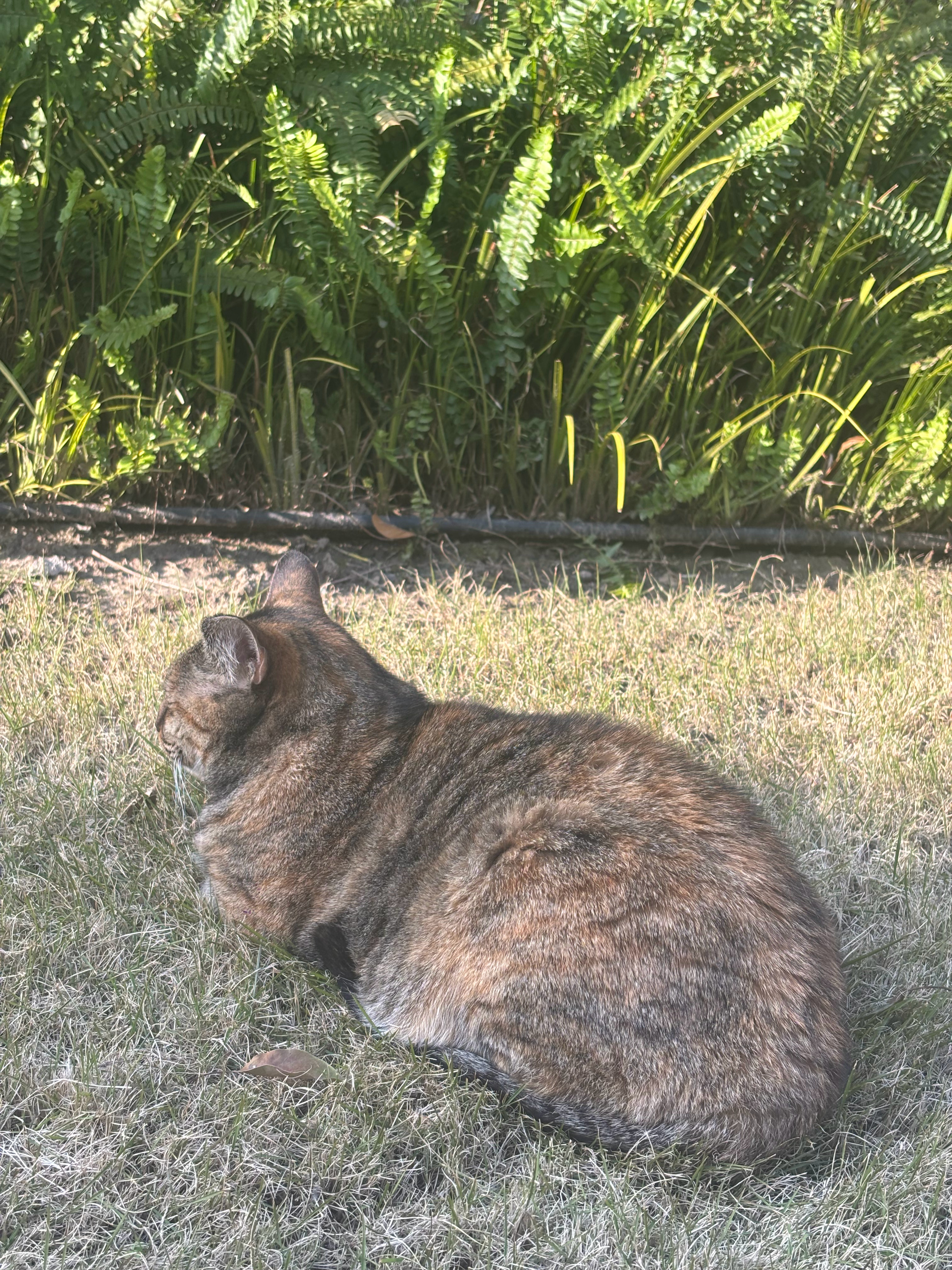 猫的异想世界。 