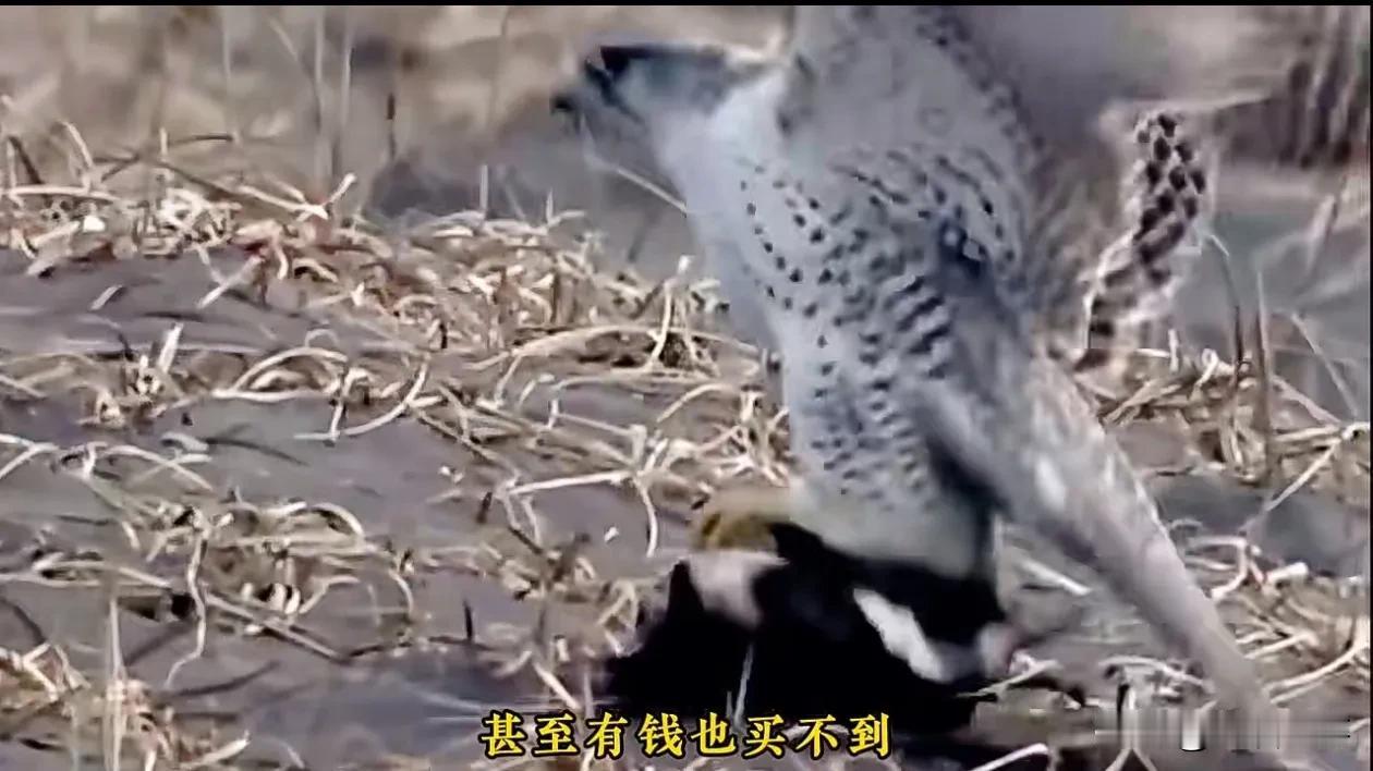 穷玩车，富玩表，中东富豪都玩鸟。