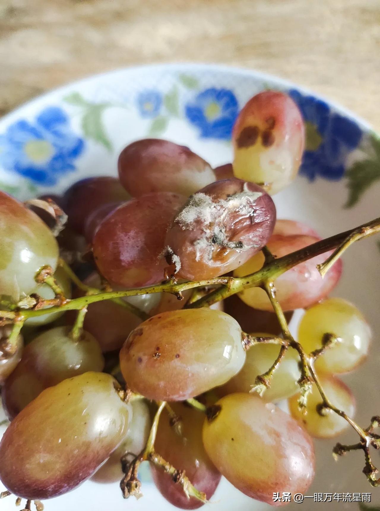 这串烂葡萄还能吃吗？

上周末大伯带了一把香蕉一串葡萄来看奶奶，自从阳了以后，奶