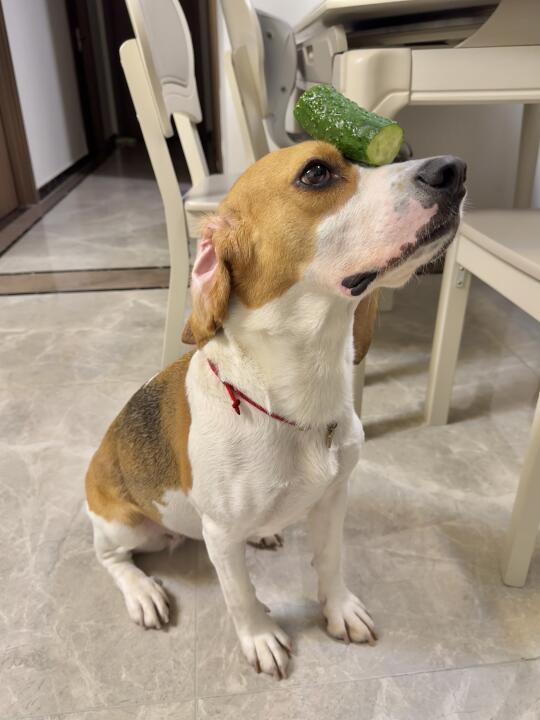 一二三，不许动，动了是小狗