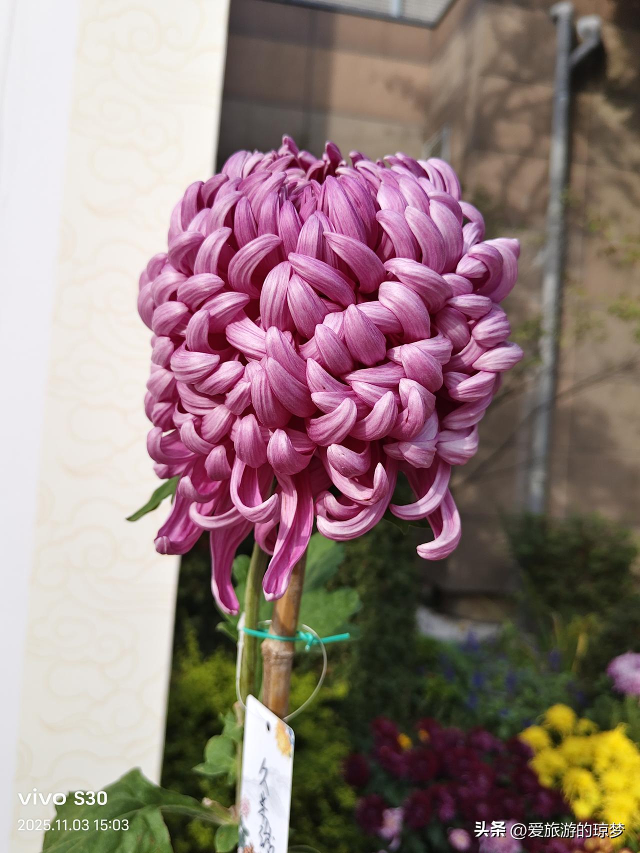 春日生活打卡季