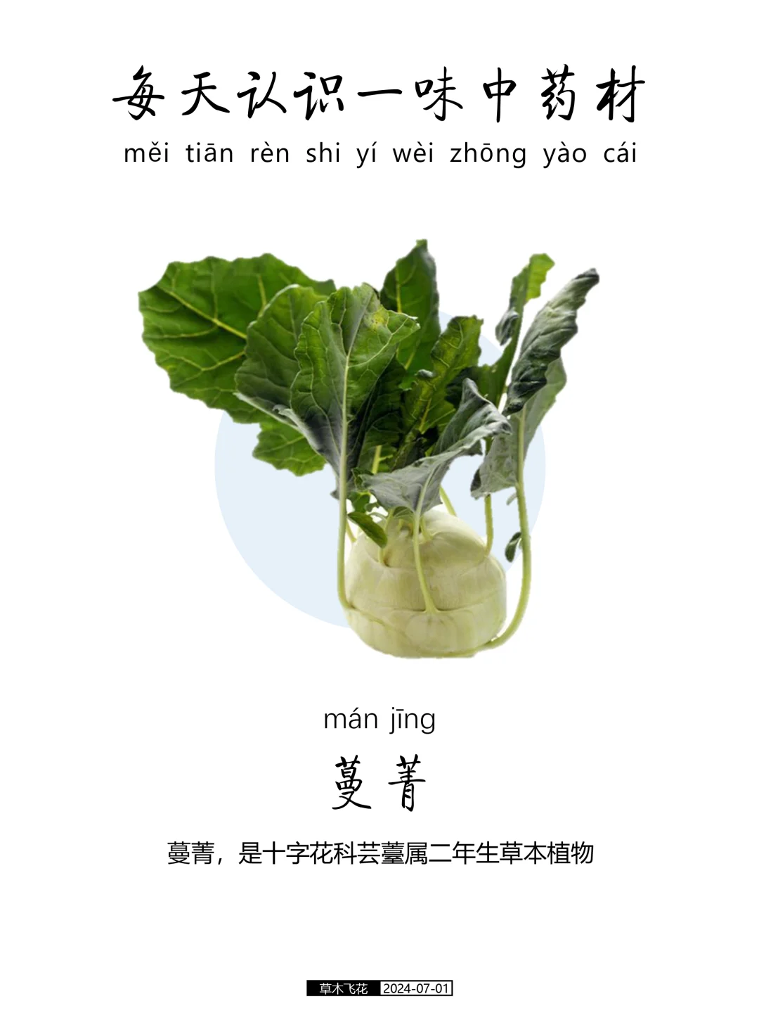 N0.405期 每天认识一味中草药-蔓菁🍀