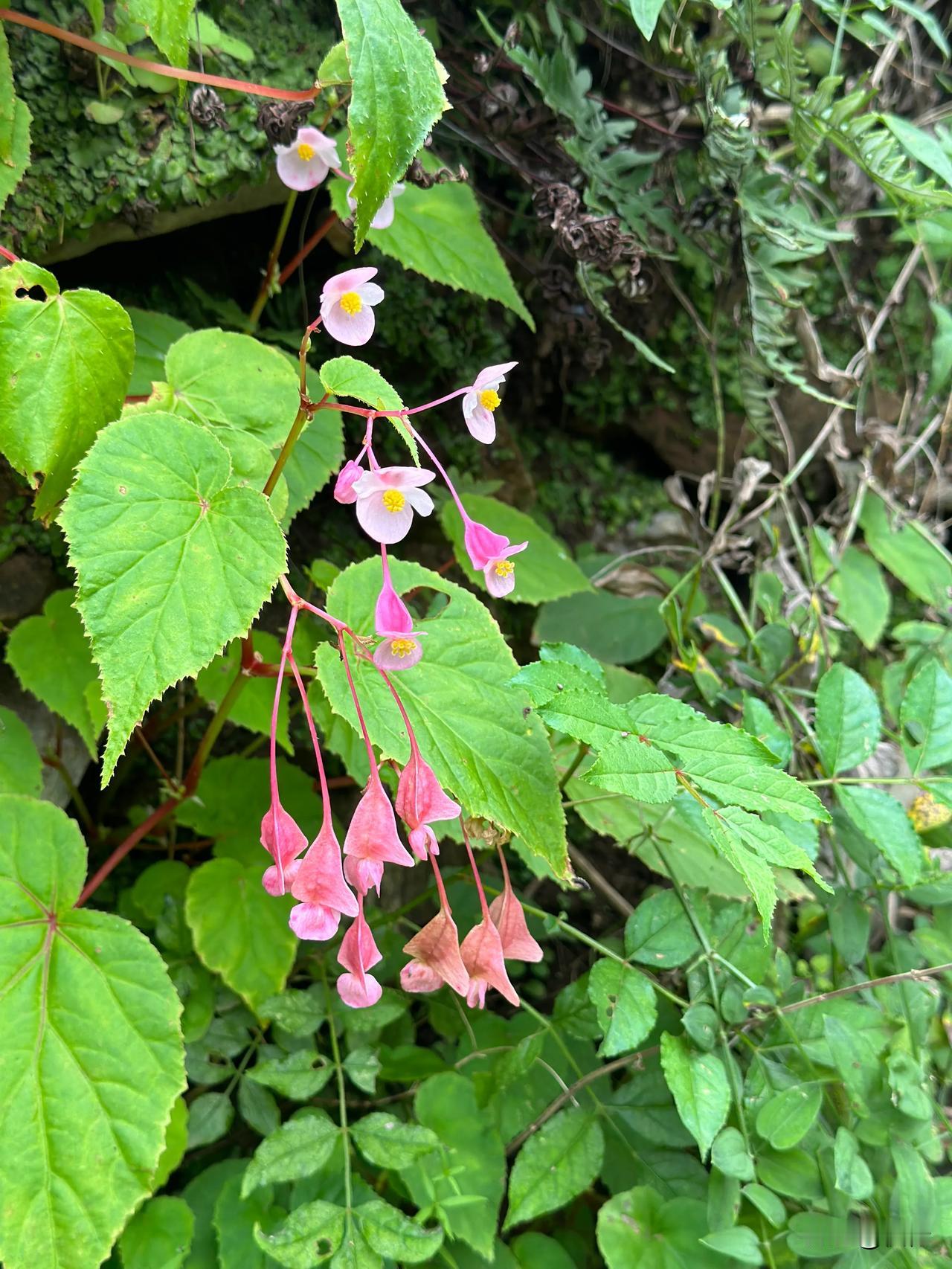 #随手拍花草风景#