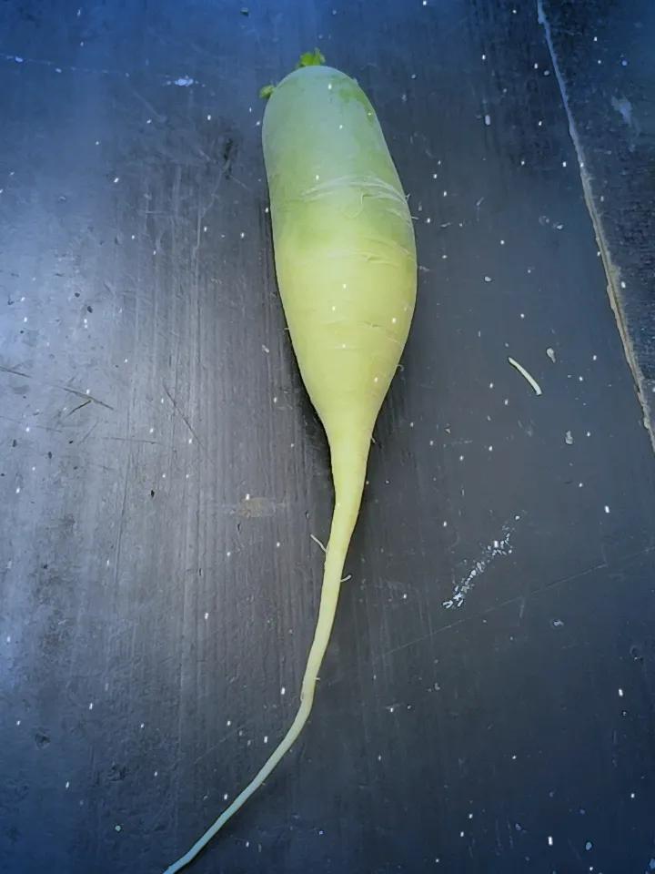 冬日生活打卡季这是不是人参的同类？？