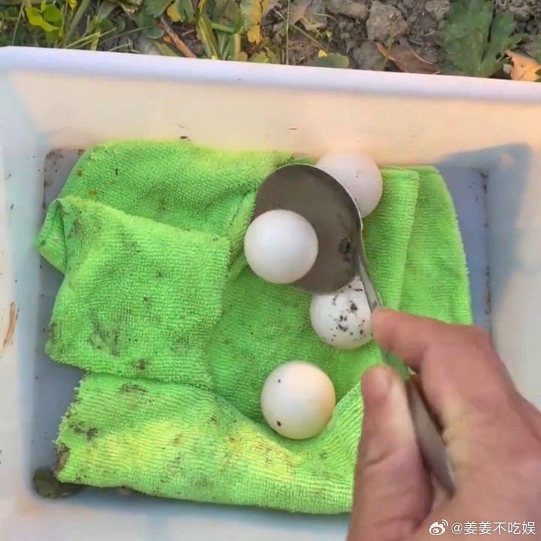 #解锁一项收蛋新技能了#原来收蛋都可以变得如此的简单，看见了之后也是觉得好棒，而