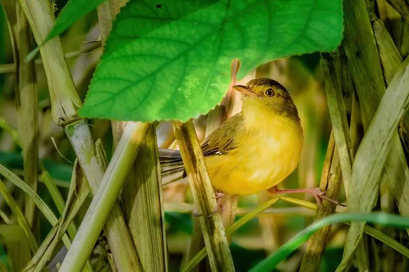 北京海淀的白头鹎在六层楼顶练习回声，灰喜鹊与猫对峙，把一条胡同的清晨吵成一部小型