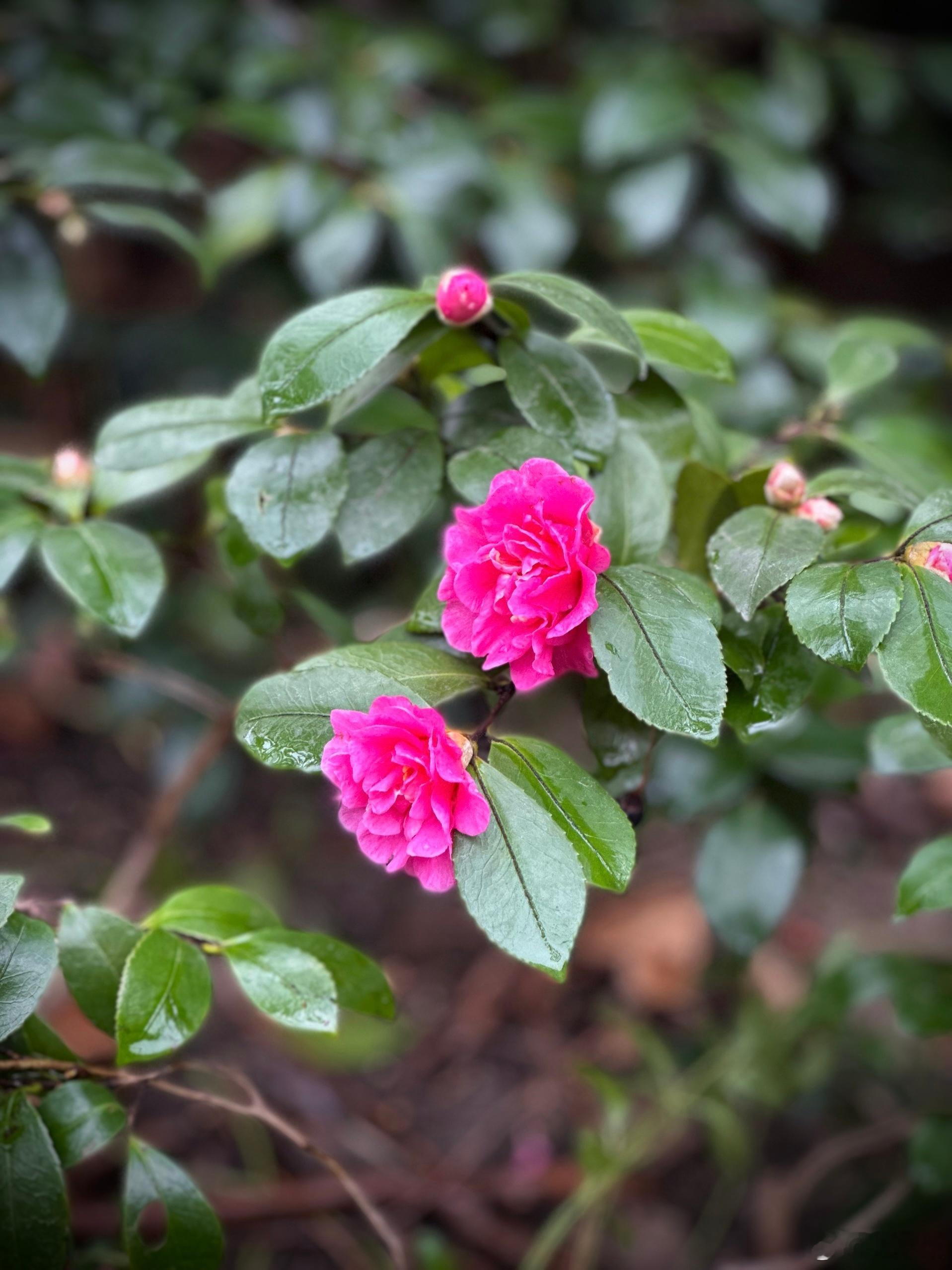 月末几天总会特别忙碌。如今不如年轻时手脚麻利，打点几件年礼亦觉用力。又怕不周到，