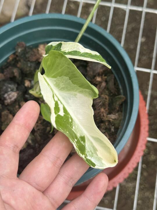 三种不同类型的石化白（薄荷）