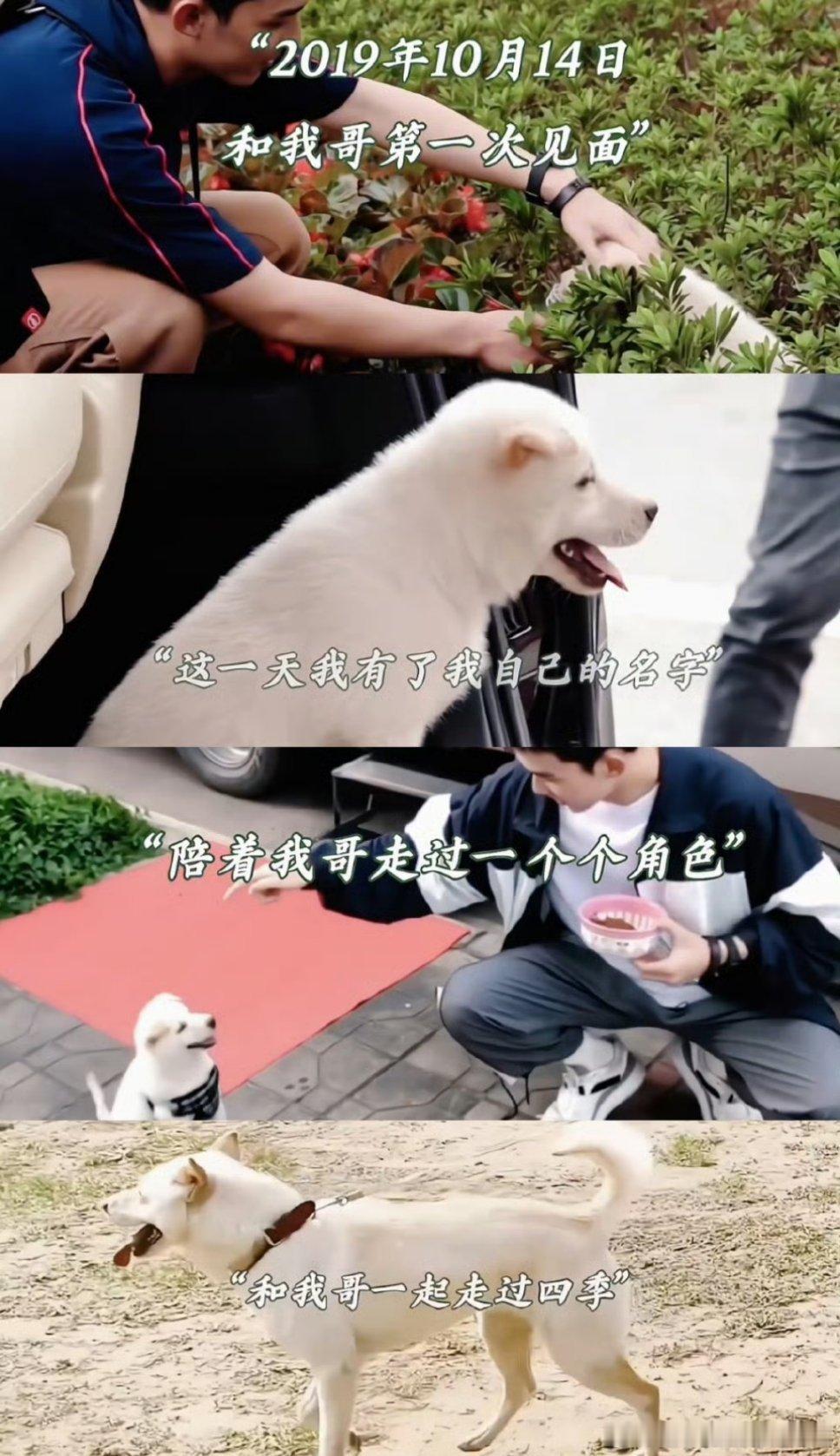 #吴磊真的有好好养大小北#真没想到有一天我会羡慕一个可爱狗狗[泪]吴磊真的好温柔