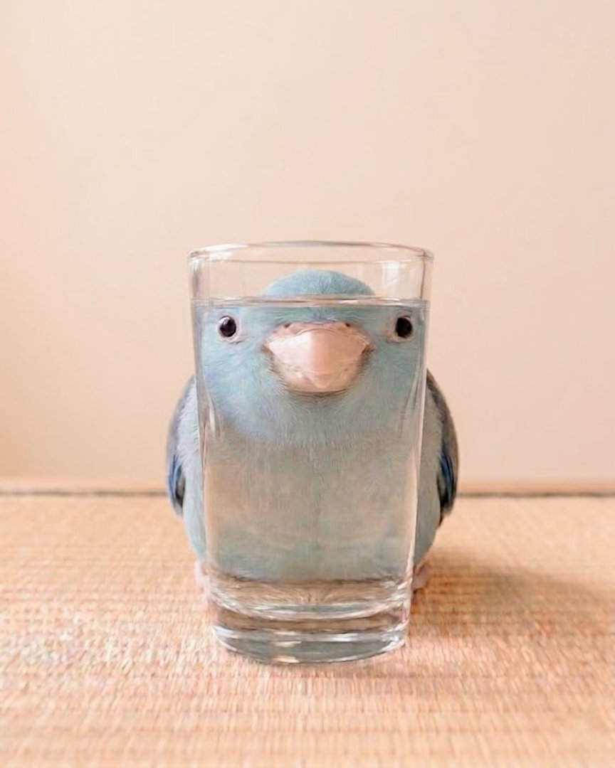 👀🐦 