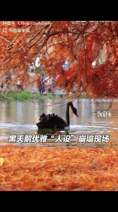 “笑不活了！”近日，江苏一男子本想去燕雀湖，拍黑天鹅和落叶杉的晚秋场景，当黑天鹅