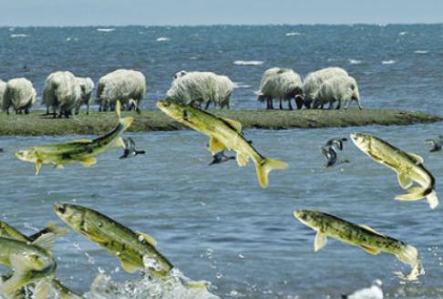 青海湖的湟鱼泛滥成灾，为何无人敢吃？一位50多岁的老渔民说：青海湖里有12.03