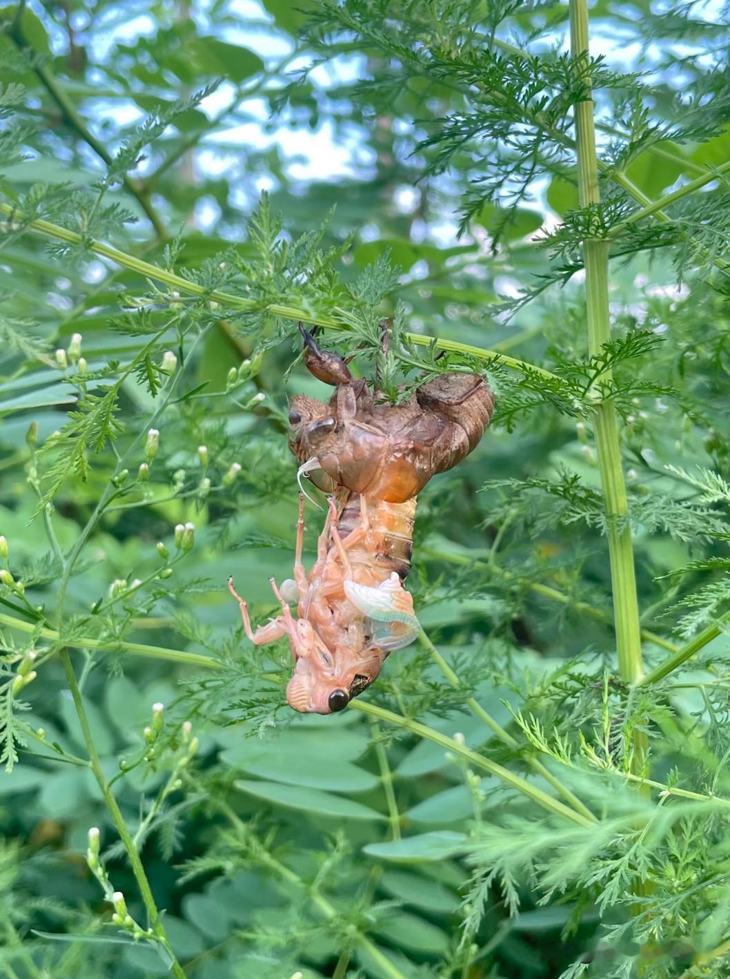 蝉脱壳失败了
活30多年第一次见到脱壳的蝉
我们走了一圈回来发现它还是这样
手去