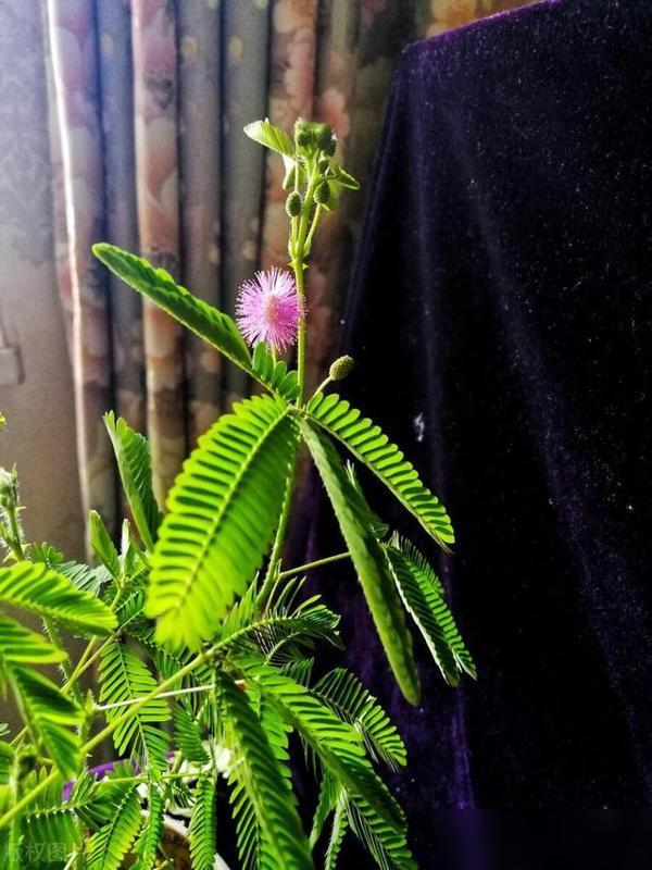 谁懂啊！刷到楼下小区的含羞草全蔫了，我难受得直跺脚！上周还跟小朋友围着想摸它闭合