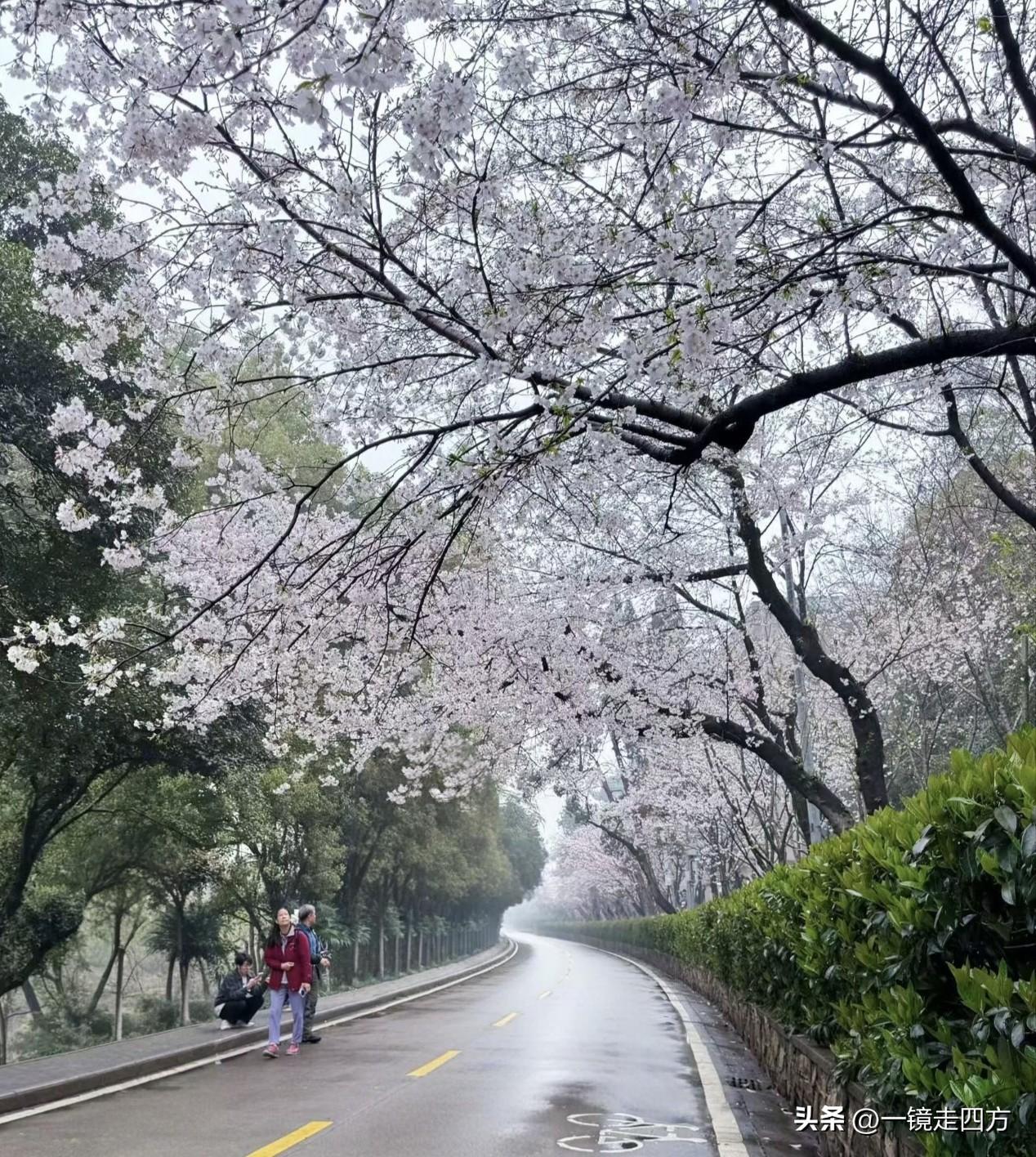 武汉大学樱花开了[灵光一闪]