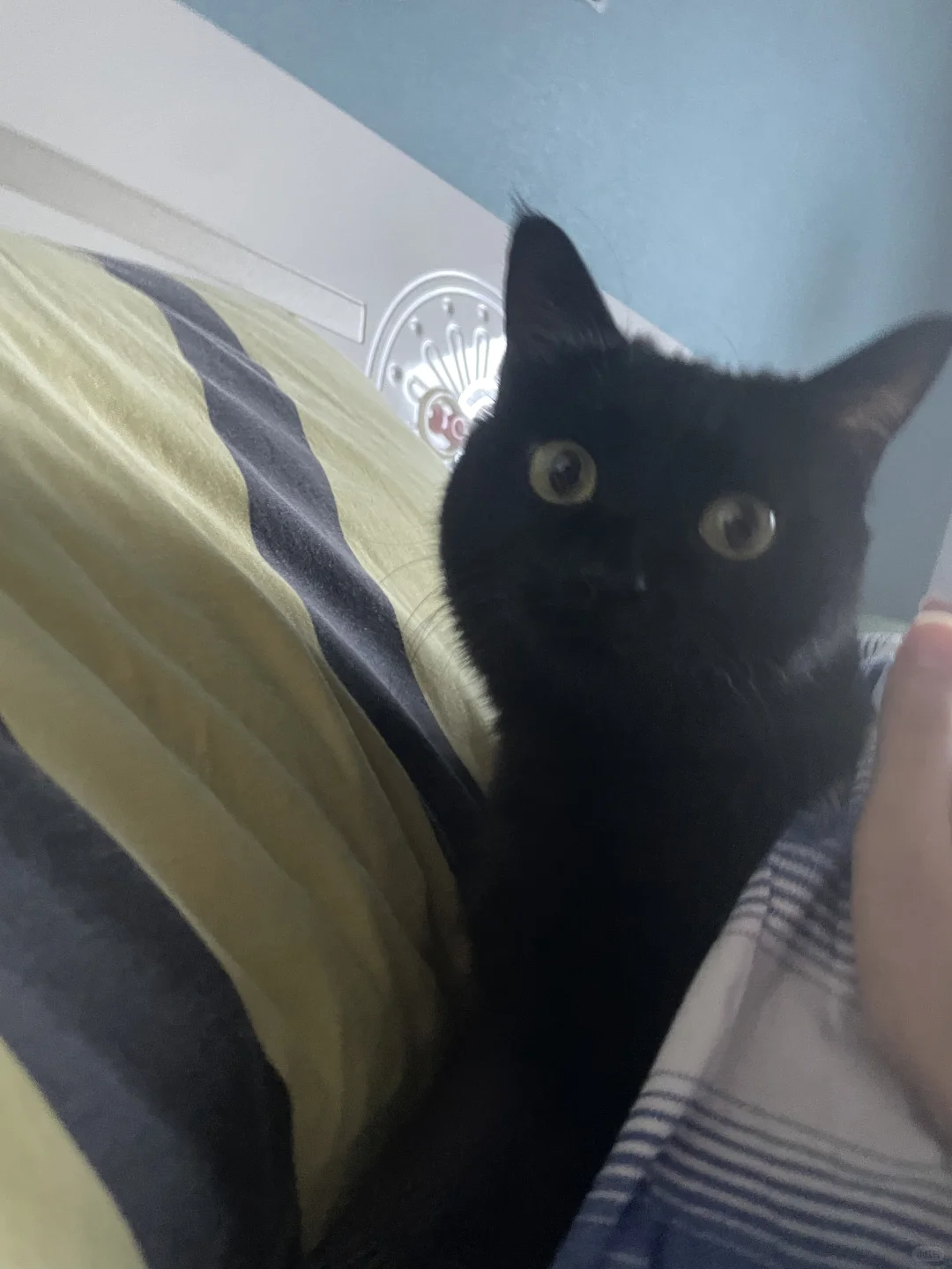 上班迟到的原因：被子里不小心长猫了