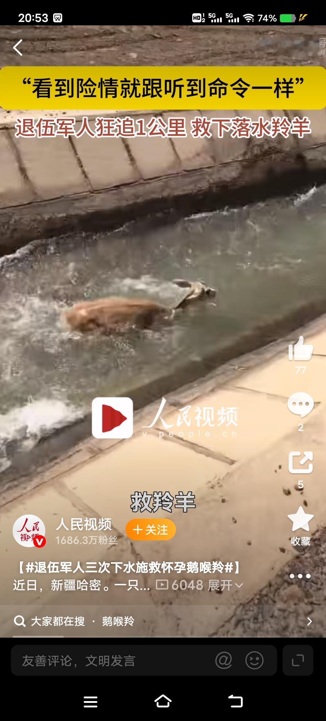 一只怀孕的鹅喉羚落了水，退伍军人李先生狂追一公里，前后三次下水，终于把它救上岸。