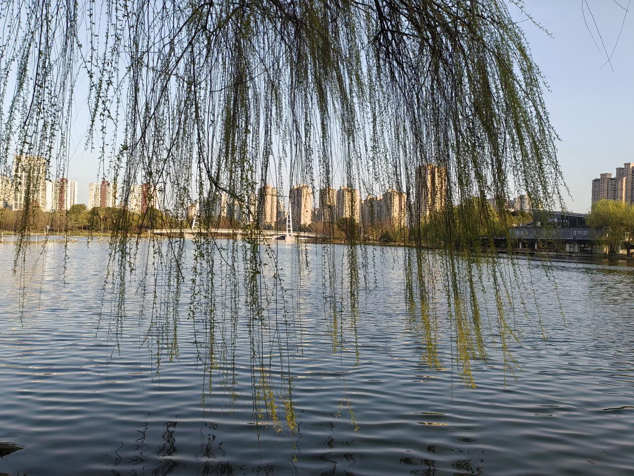 忍不住的想说，有米的泸州老窖现在可以上车了，我怎么算，股息率都达到百分之五百分之