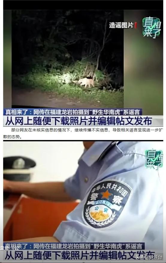 造谣传谣引恐慌！福建漳平野生华南虎视频系伪造，两人被依法处理⚠️
近日，“福建漳