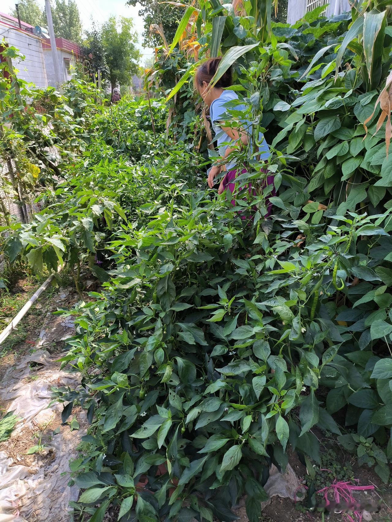 回了趟老家，突然好羡慕现在的农村生活✨
 
每次回到老家，心里就觉得特别踏实。