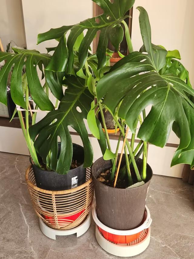 我的龟背竹为什么长这么好
            微头条
我种的龟背竹原来都用的