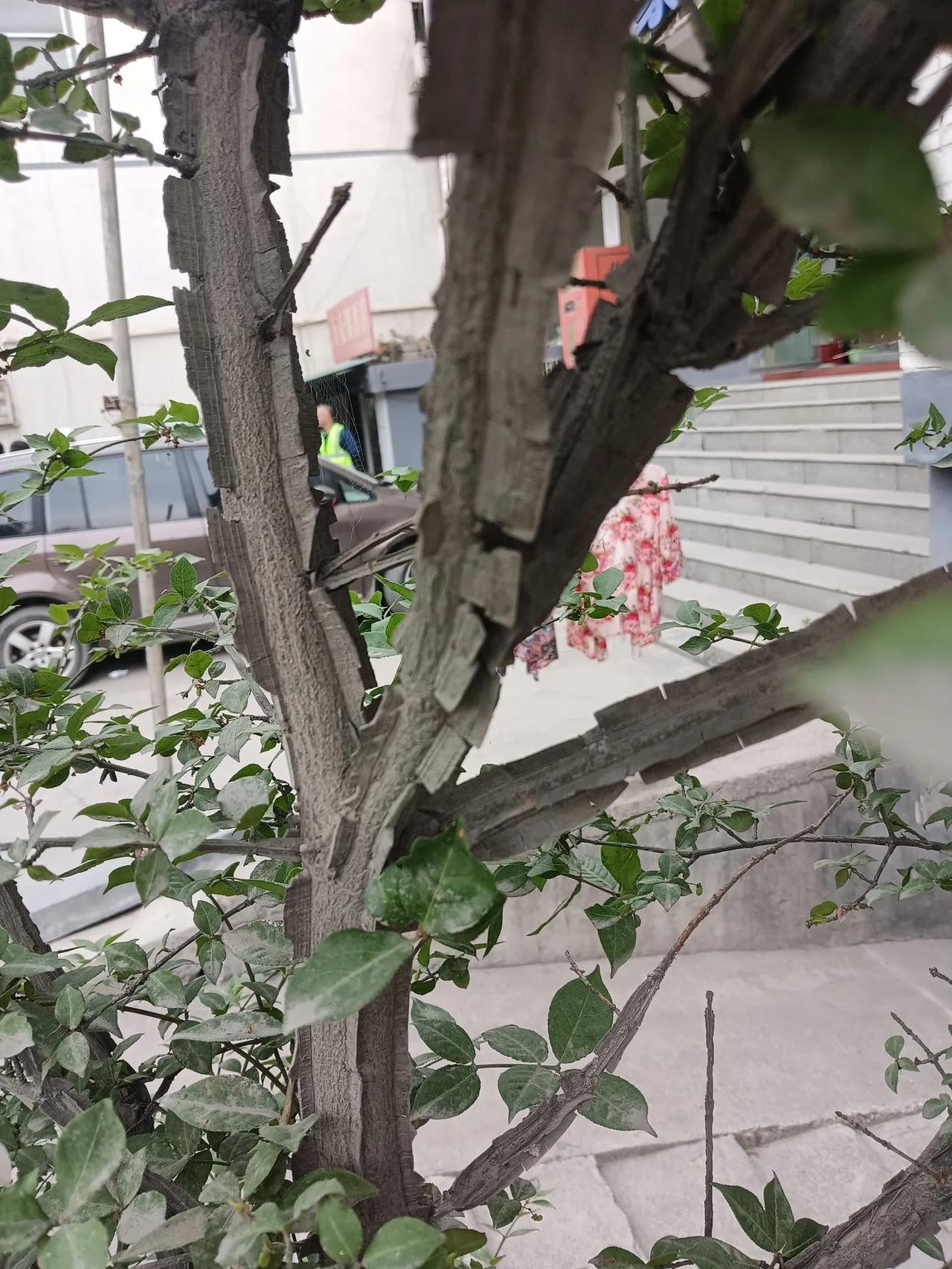 这是什么树？有的家庭把这种小树栽在门口，不知有啥说事？