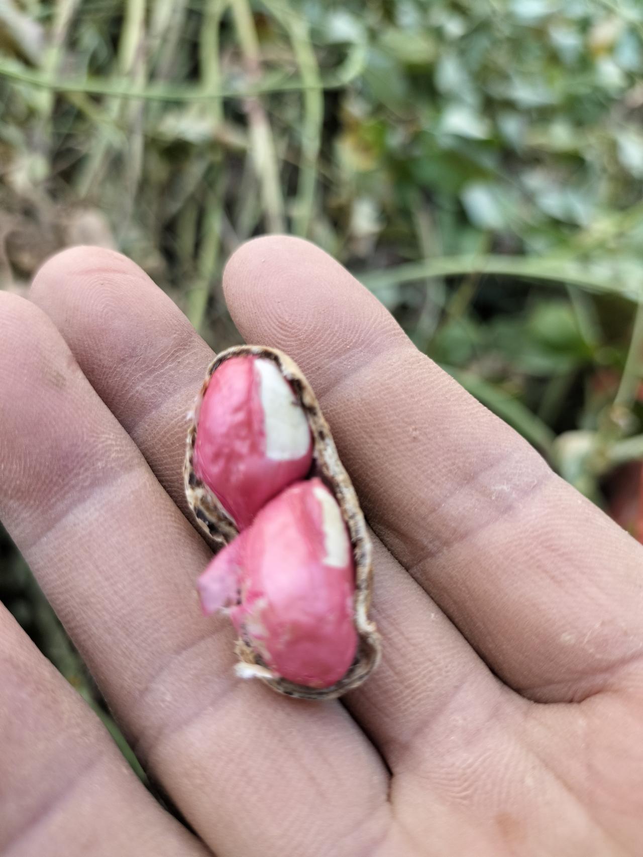 江西省的红皮花生种，这是我种的，红皮花生比白皮花生好吃，更甜，所以价格也比白皮贵