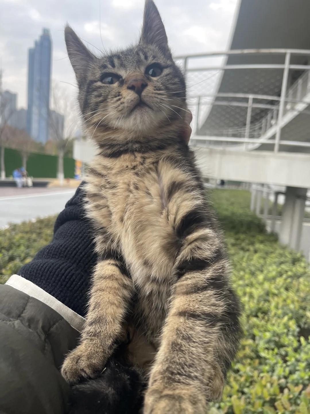 武汉美术馆琴台馆超可爱小狸花有人领养吗？