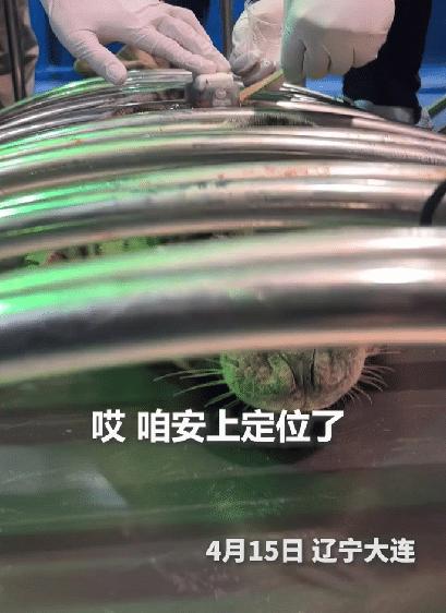 “这只海豹上人民日报了！”辽宁大连，一只小海豹在装定位器准备回大海时，饲养员红着