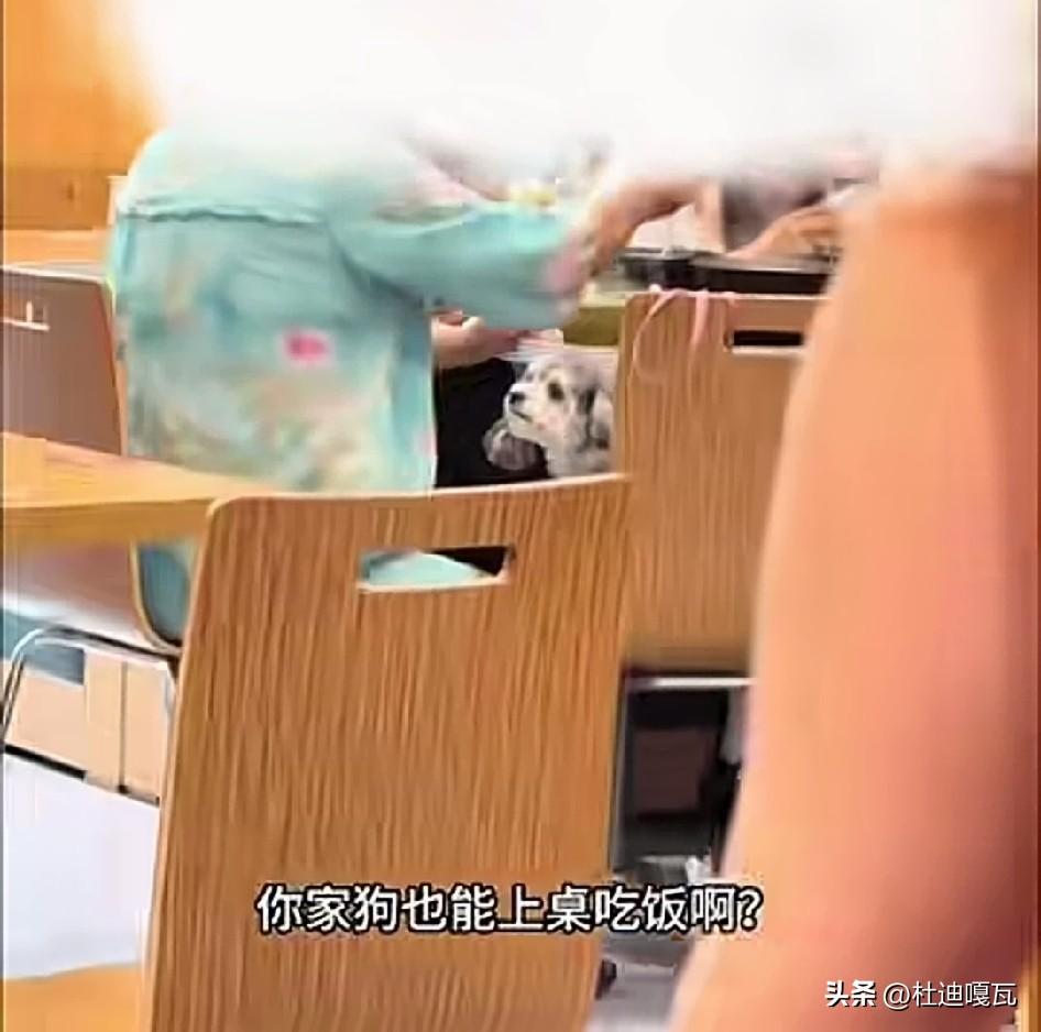 有顾客质疑，饭店不应该让宠物狗上餐桌，但这个店长直言说做不到！
根据某个网友发布