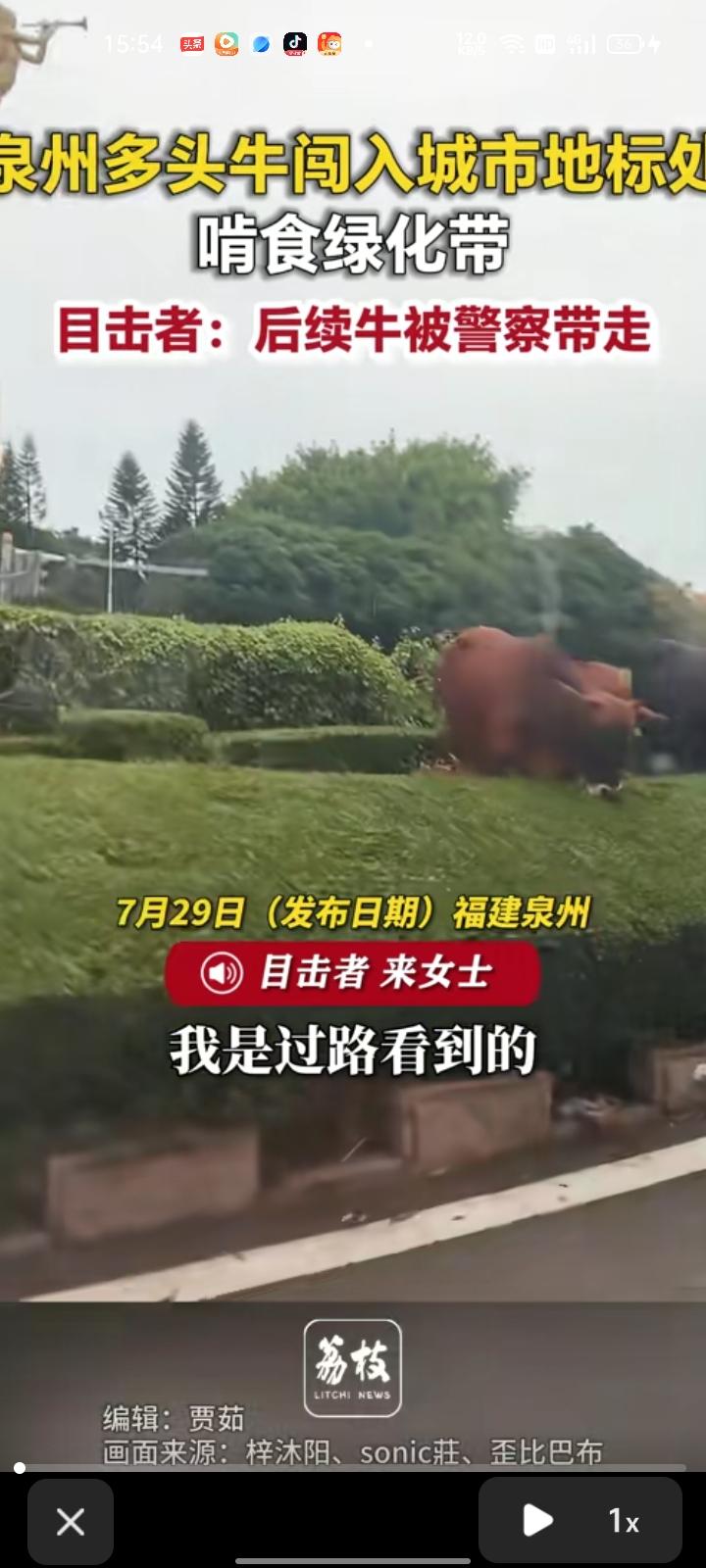 7月28日，福建泉州。多位网友发视频称，在路上看到有牛闯入城市地标处，啃食绿化带