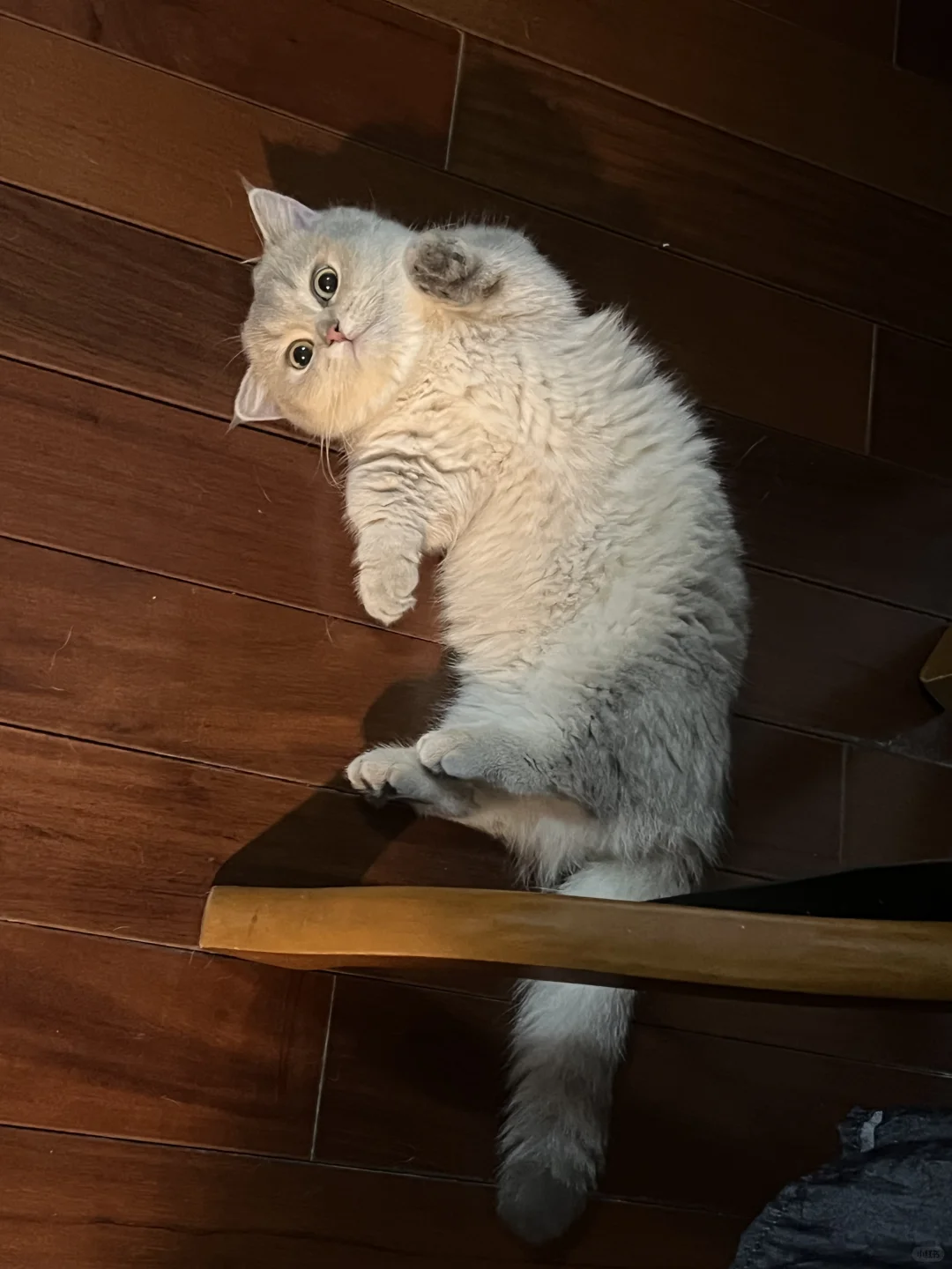 为什么这个毛一瓣一瓣