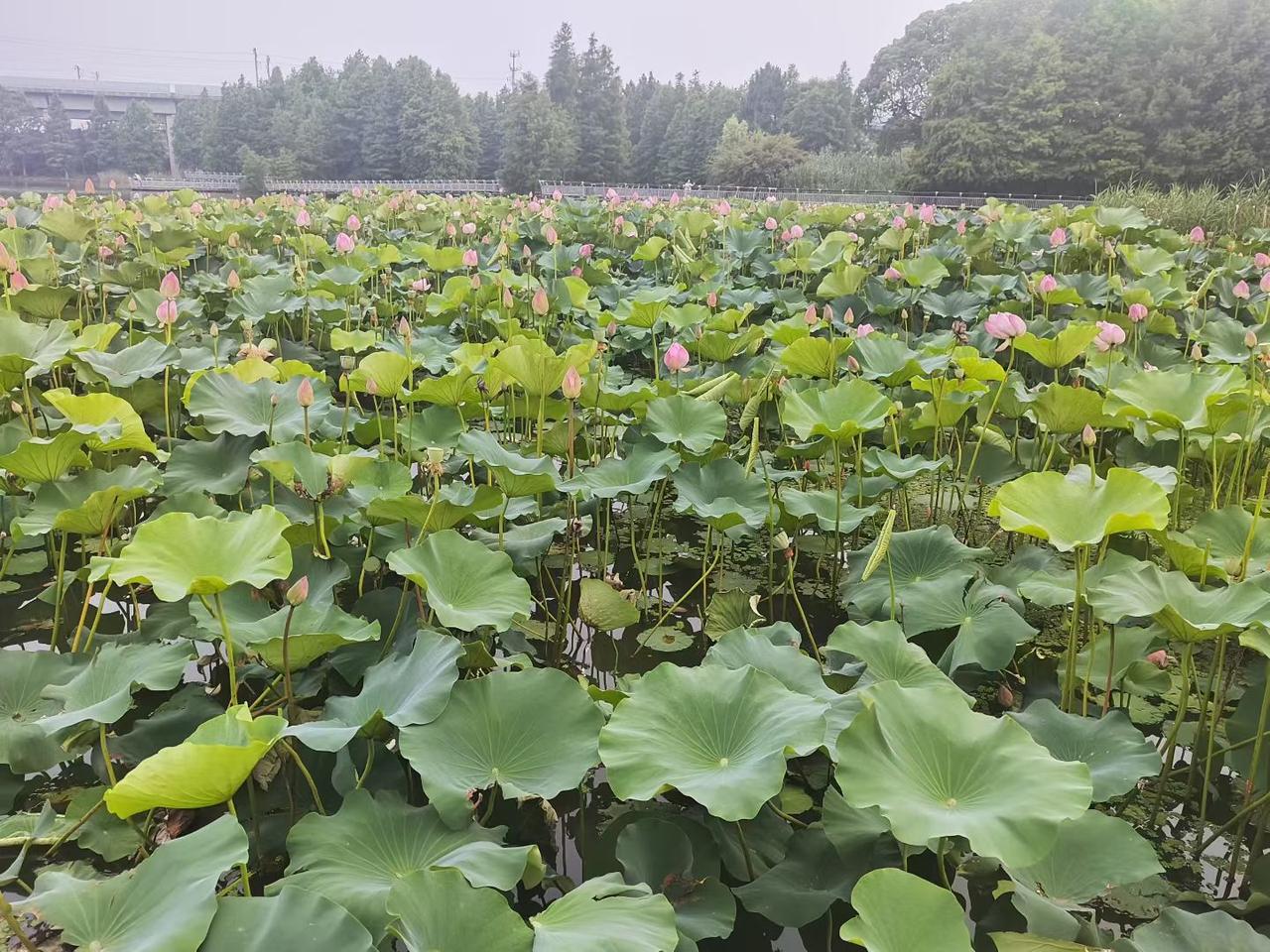 真心话茶局夏日荷塘漫着层层叠叠的绿意，粉荷花苞静静伫立在碧水间，风掠过荷叶泛起层