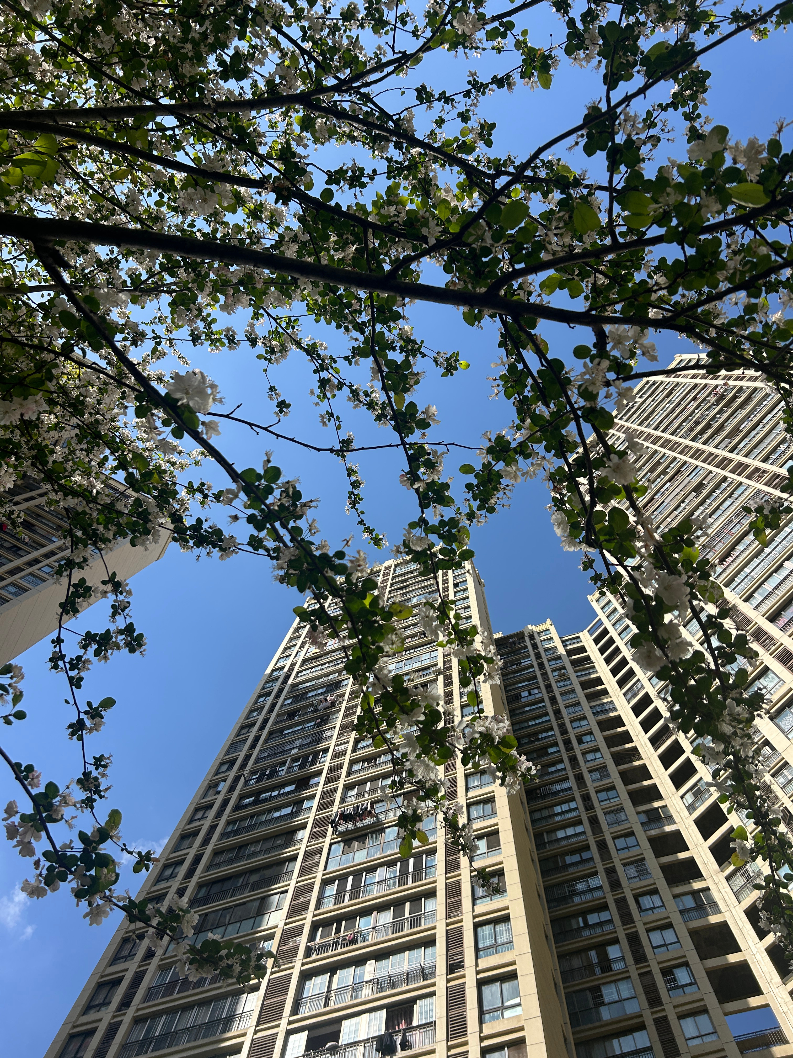 从健身房回来！大门口偶遇遛弯回来的邻居们！和她们在小区转了一半圈，随手一拍都是春