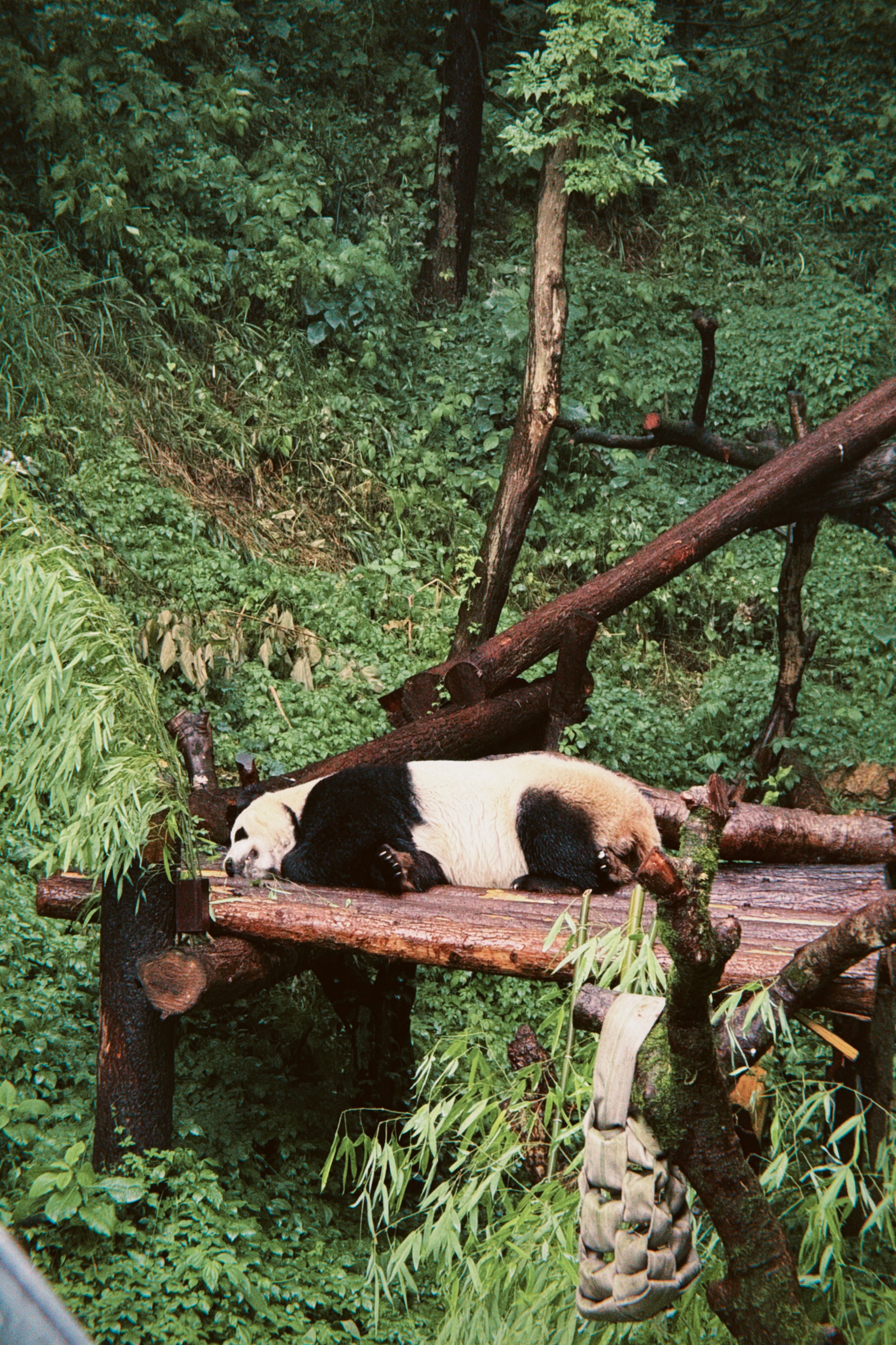 端午南京一直下雨，阿和去红山动物园见动物朋友了，假期你们都去哪儿了？评论区晒图给