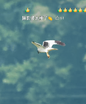 为何我看了半天竟然落泪了，像极了生活并肩前行的夫妻，现实生活中，重担一个人撑不住