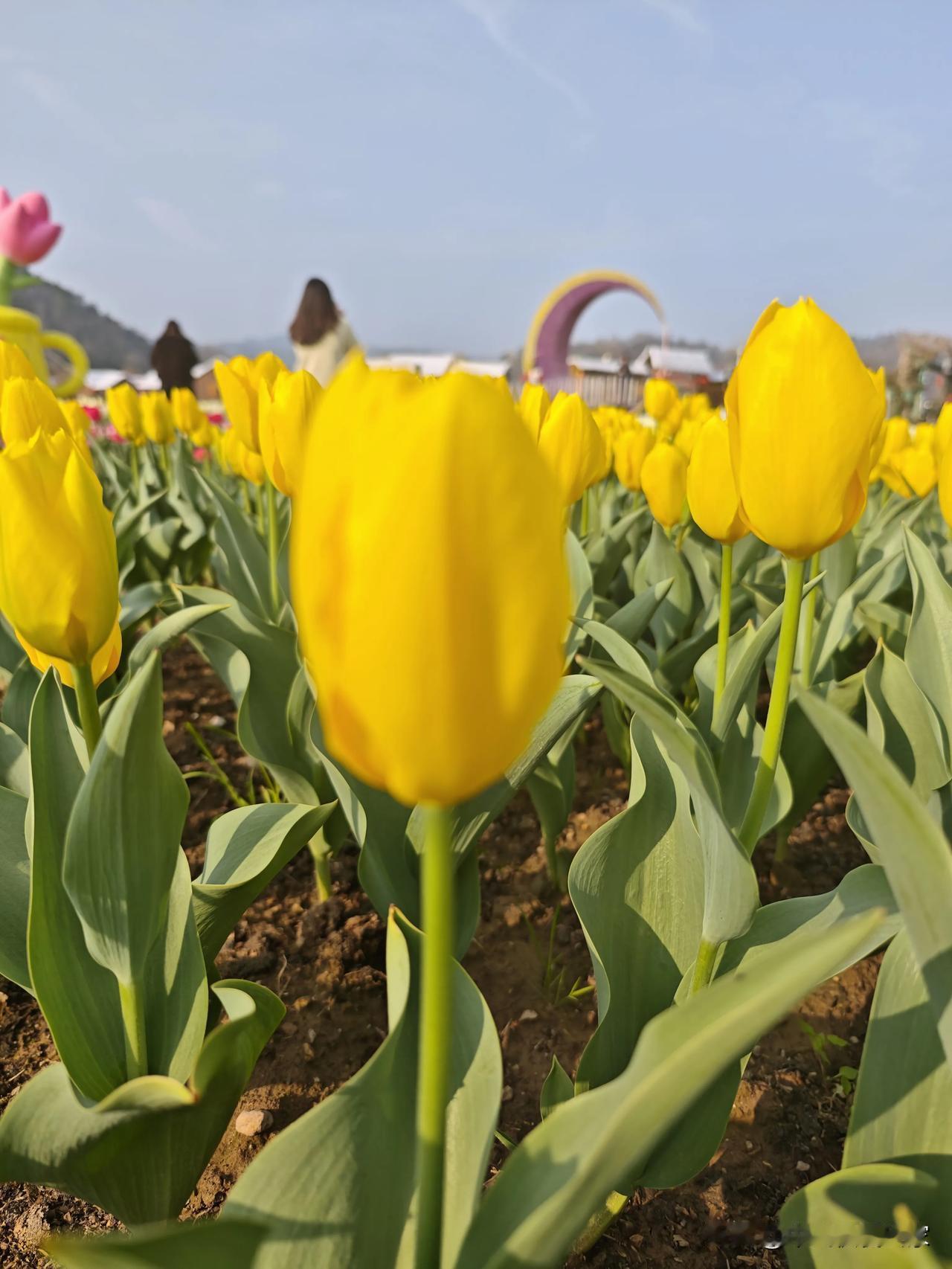 以花为貌，以月为神，以玉为骨，以诗词为心。祝女神节快乐，愿你永远拥有这份东方女性