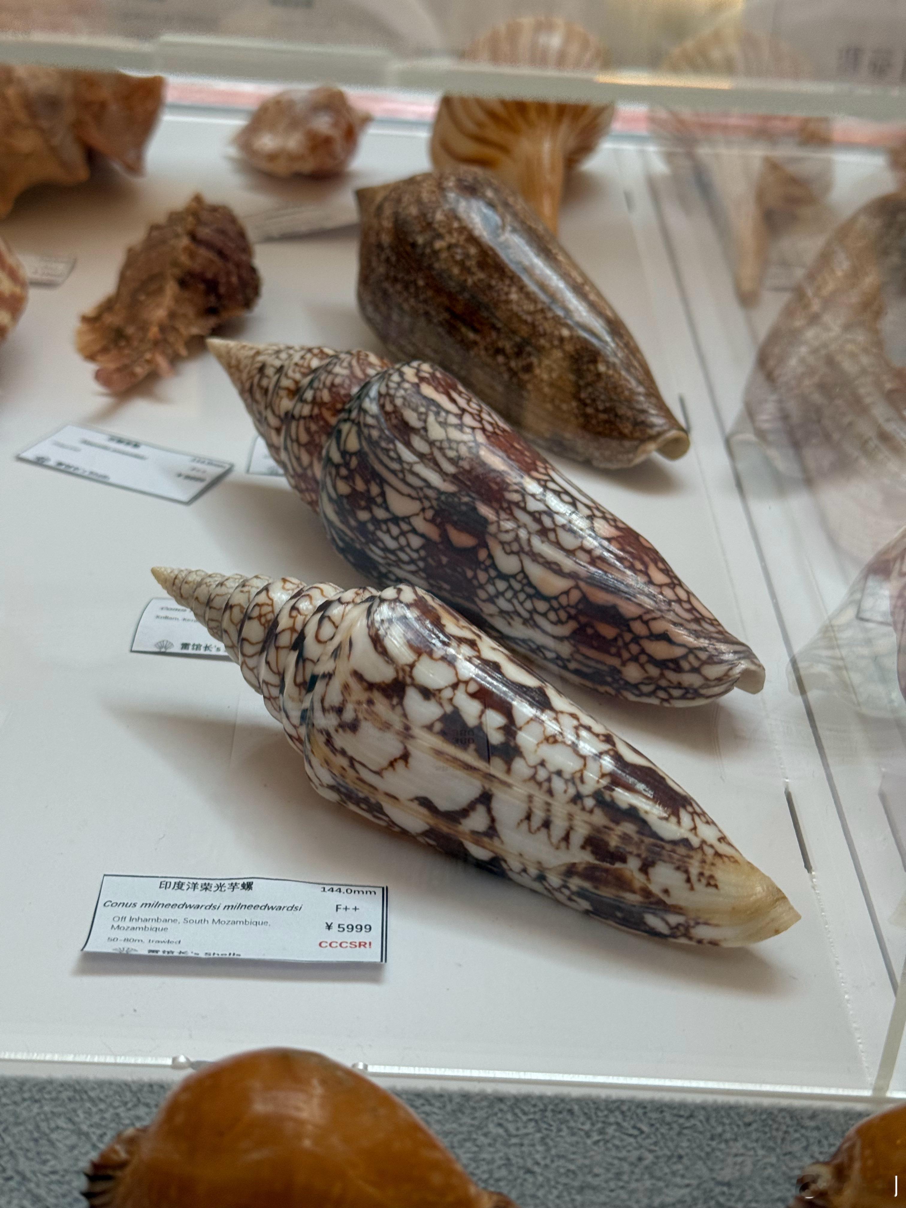 艾文又要来贝壳展我说我送你去，然后跟朋友去喝咖啡行吗？艾文：那钱钱怎么办？噢，原