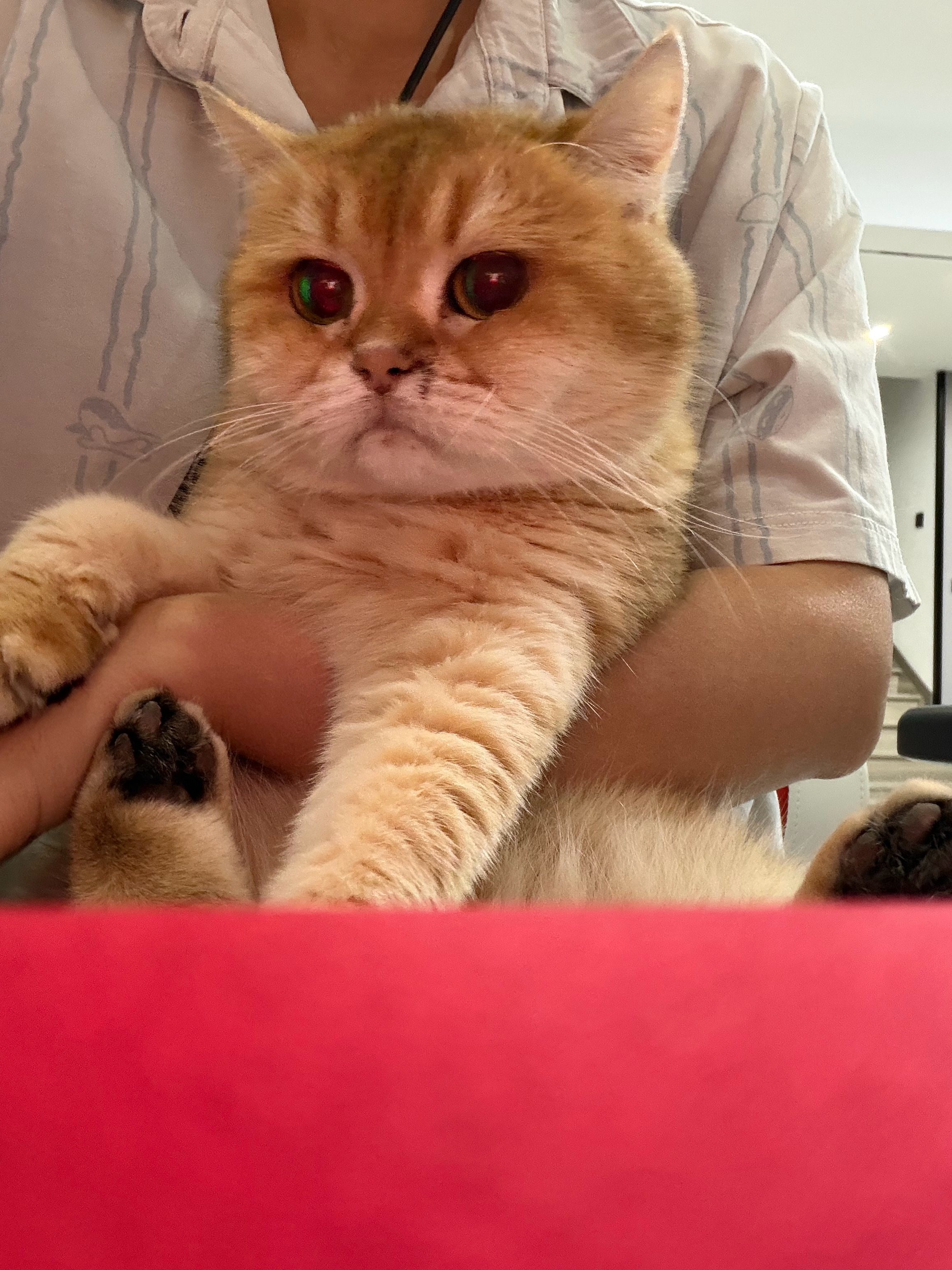 小猫咪为了一口吃的被坏女人抱来抱去[捂嘴哭][捂嘴哭]有没有好女人抱抱我[捂嘴哭