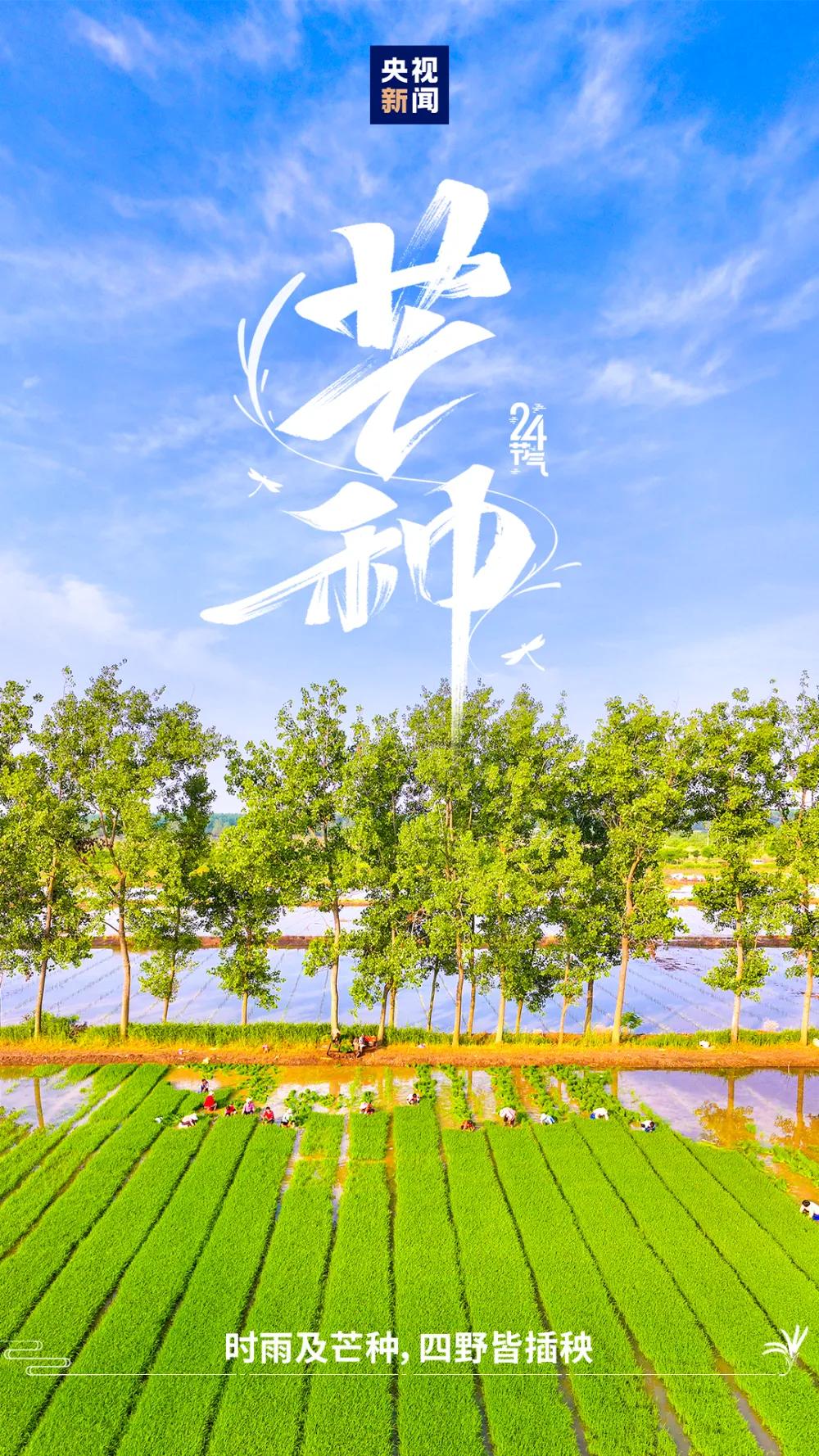 【芒种养娃大智慧：一收一种，养心健脾，帮孩子安稳度夏】
为什么一到芒种、进入盛夏
