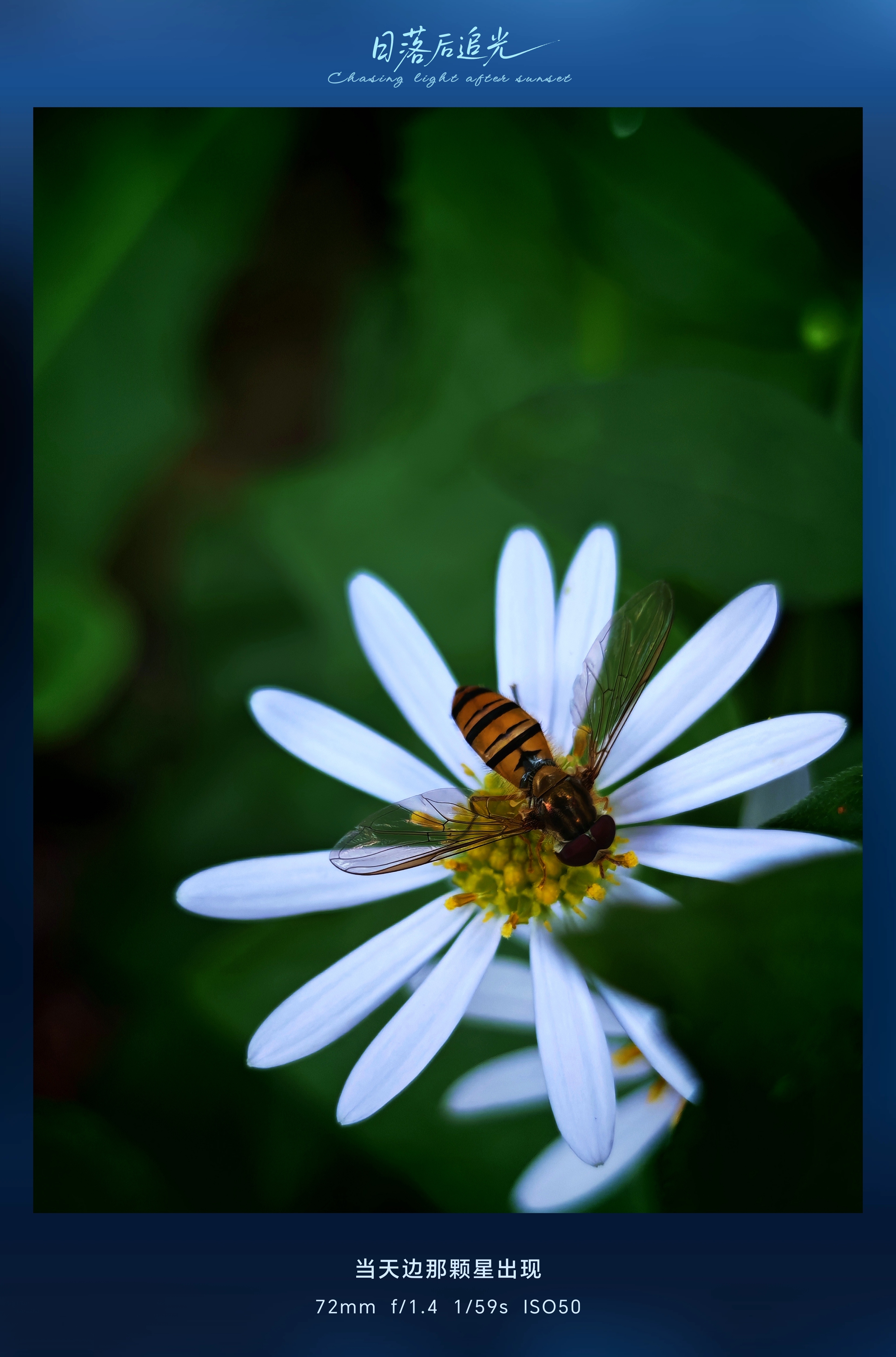 别人在爬山，我在遛狗拍照。所以问题来了，荣耀Magic7 Pro拍照还这么好，我