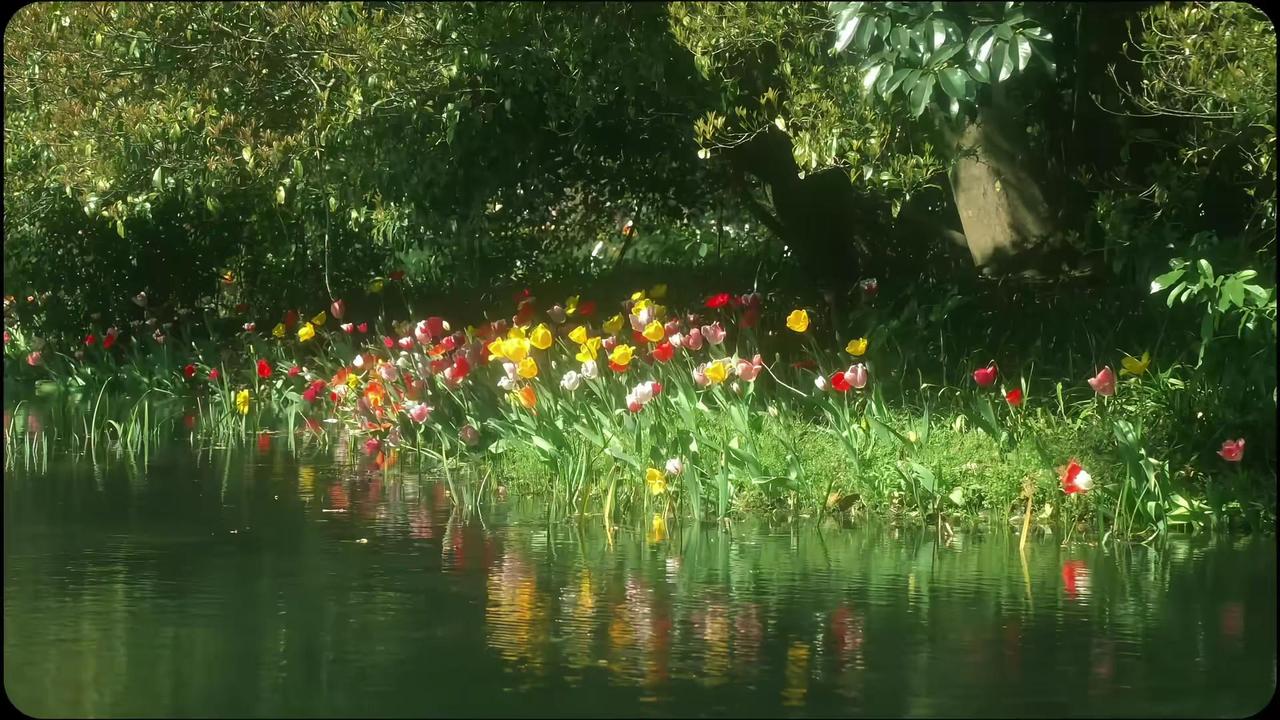 人生荒芜 所以春天周而复始 用sajina记录春天 inmyfeelings 摄