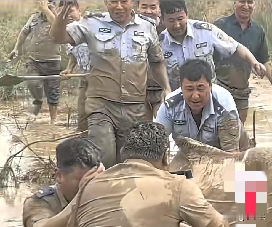 6月8日，新疆民丰，民警接到报警称，牧民的骆驼陷入淤泥里无法移动，在泥泞中，一群