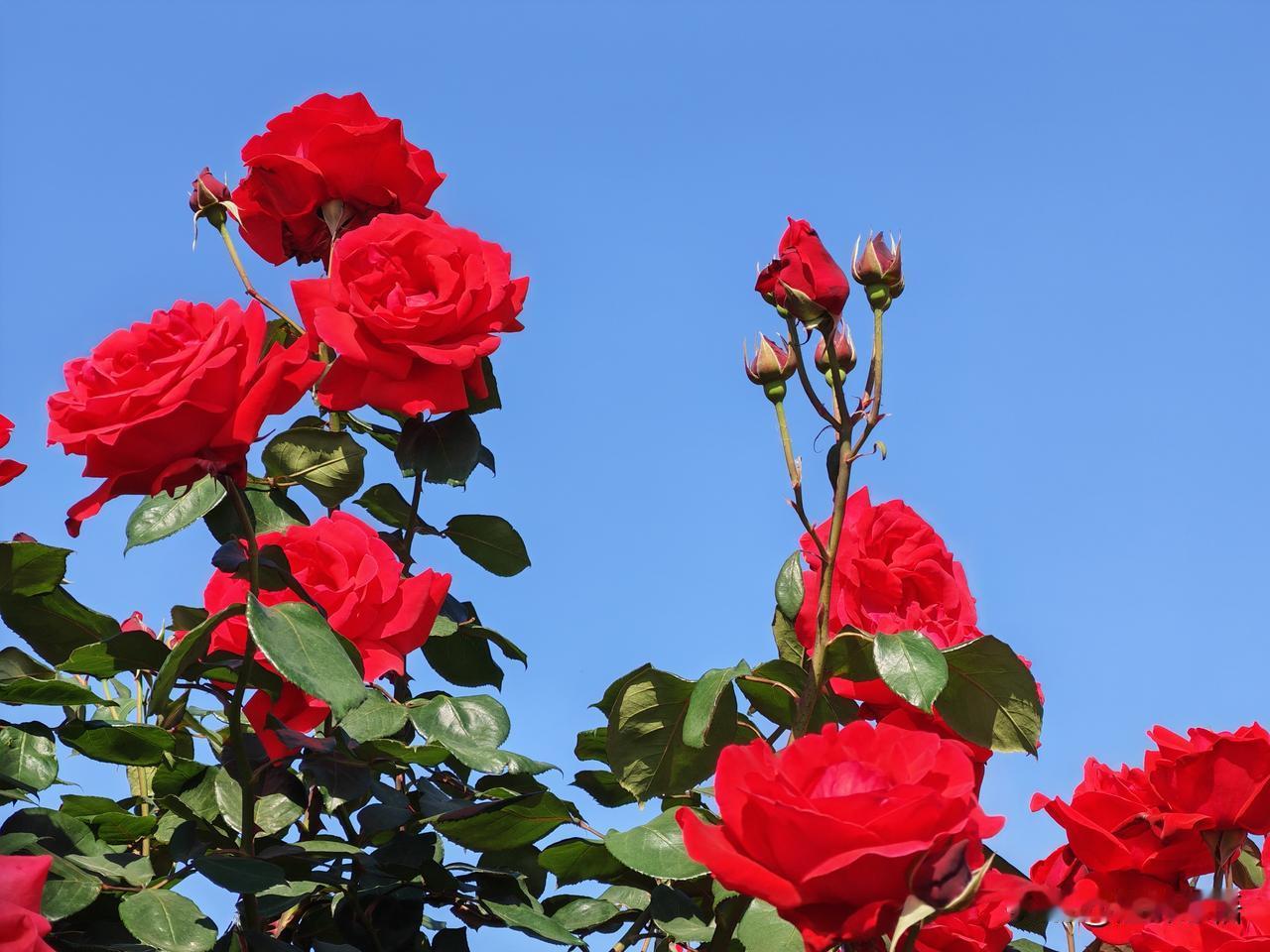 月季盛开，绽放出无限的美丽与浪漫。🌹💕