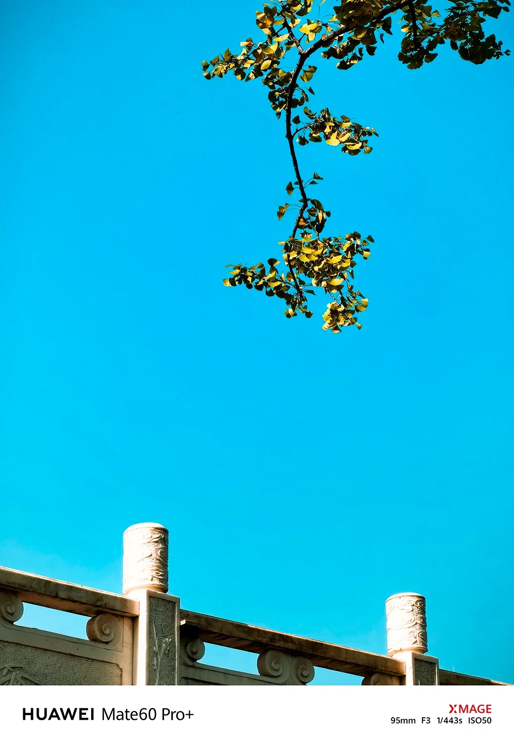 用华为Mate60Pro+拍摄南方的秋天