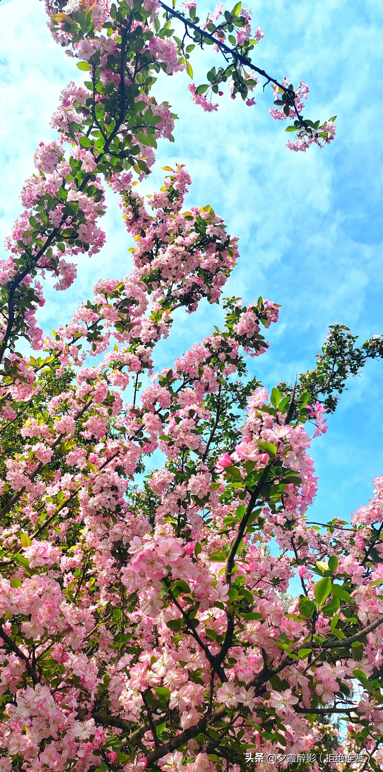 春日生活打卡季随手一拍春暖花开